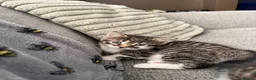 Mixed Breed cats for sale: Male Kittens needing new homes  in Swansea - Advert 6