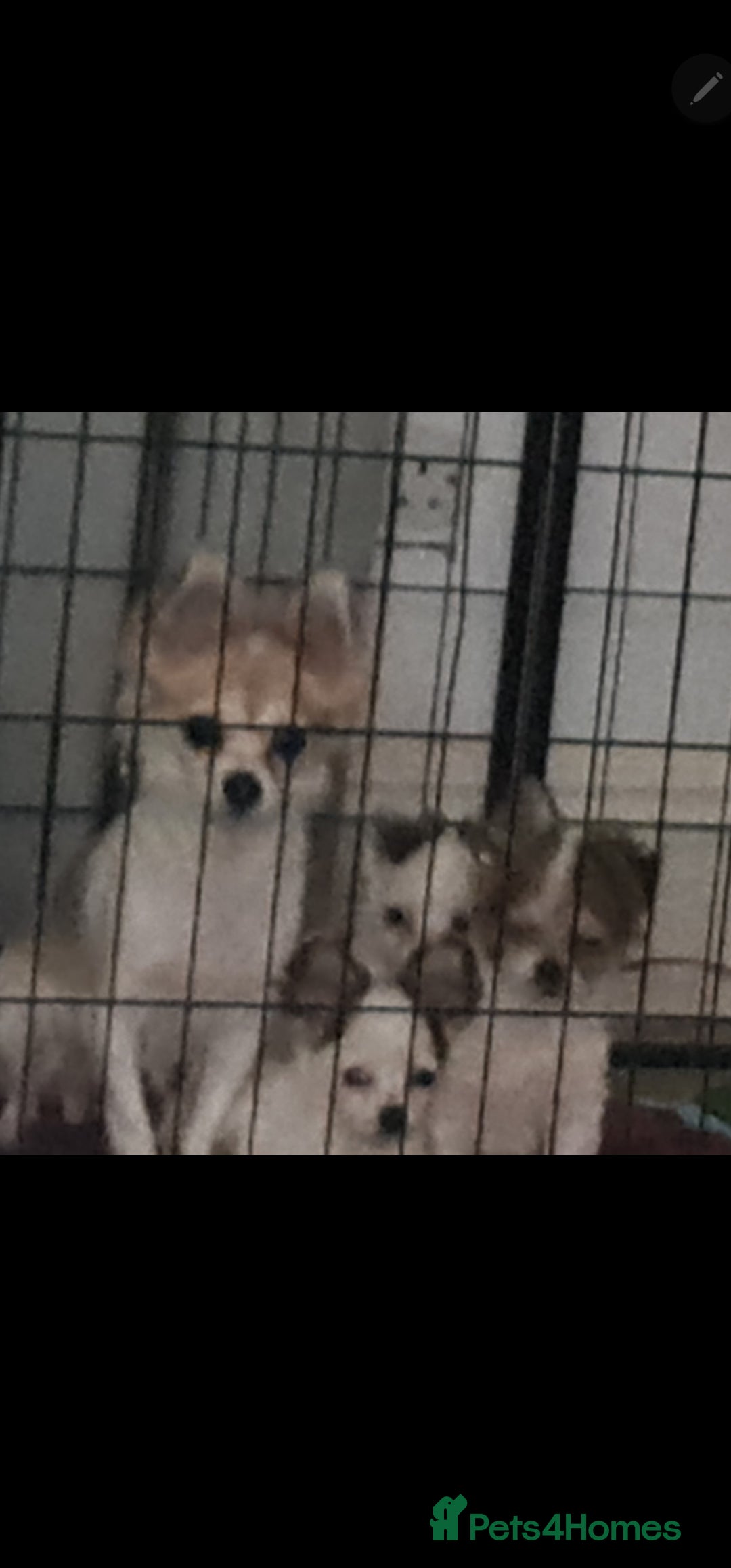 Chihuahua dogs Chihuahua for sale  - Advert 1