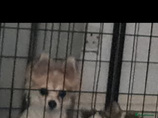 Chihuahua dogs Chihuahua for sale - Advert 4