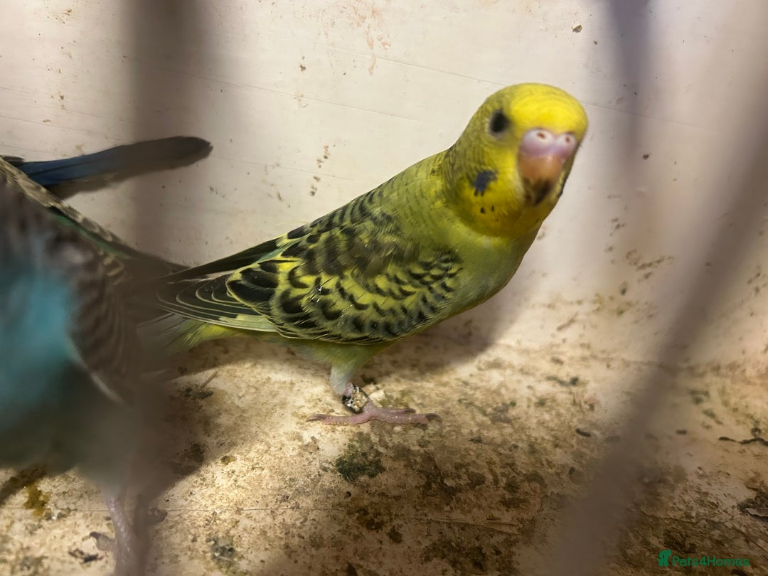 Budgerigars birds for sale: Budgies for sale, all in good health… - Image 8