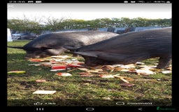 Pig livestock for sale: Ronnie and reggie  - Image 28
