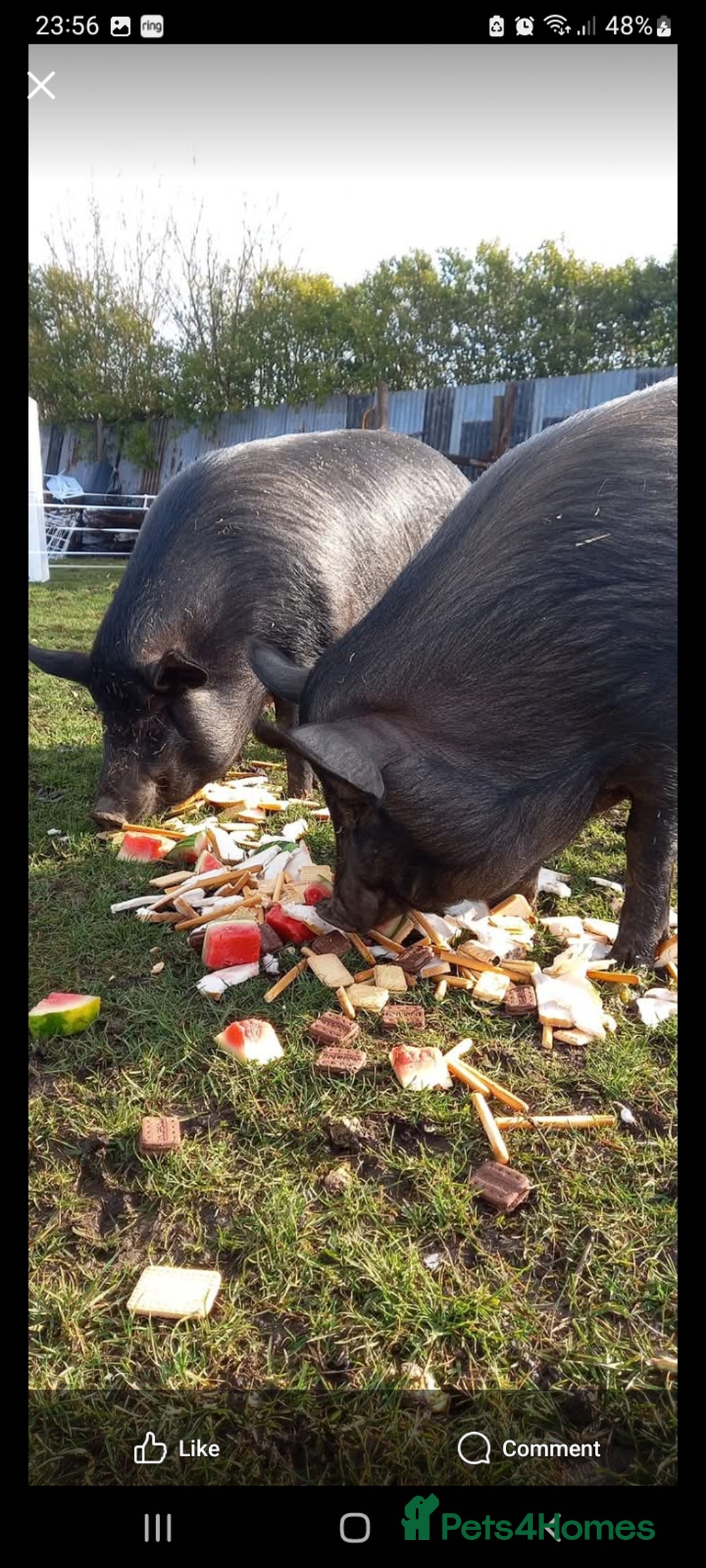 Pig livestock for sale: Ronnie and reggie  - Image 28