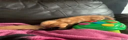 Mixed Breed cats for sale: Female ginger kitten  - Advert 11