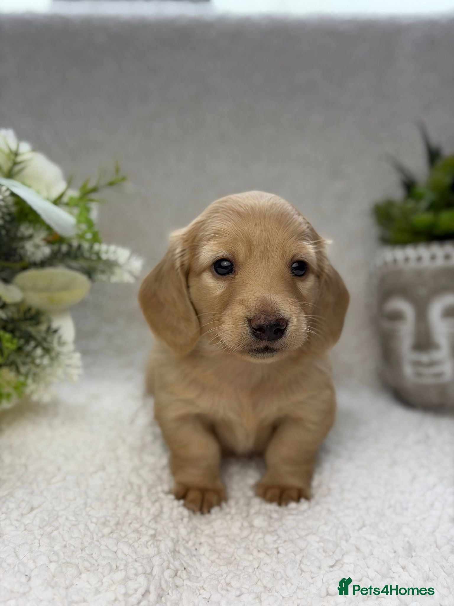 Miniature Dachshund dogs 𝕃𝕠𝕟𝕘 𝕙𝕒𝕚𝕣𝕖𝕕 𝕞𝕚𝕟𝕚 𝕕𝕒𝕔𝕙𝕤𝕙𝕦𝕟𝕕 - Advert 2