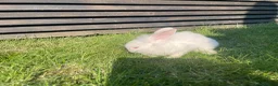 Mixed Breed rabbits for sale: Child friendly Mixed breed rabbits  - Advert 14