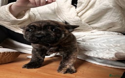 Mixed Breed dogs for sale: Beautiful French chows ready to leave!  - Image 14