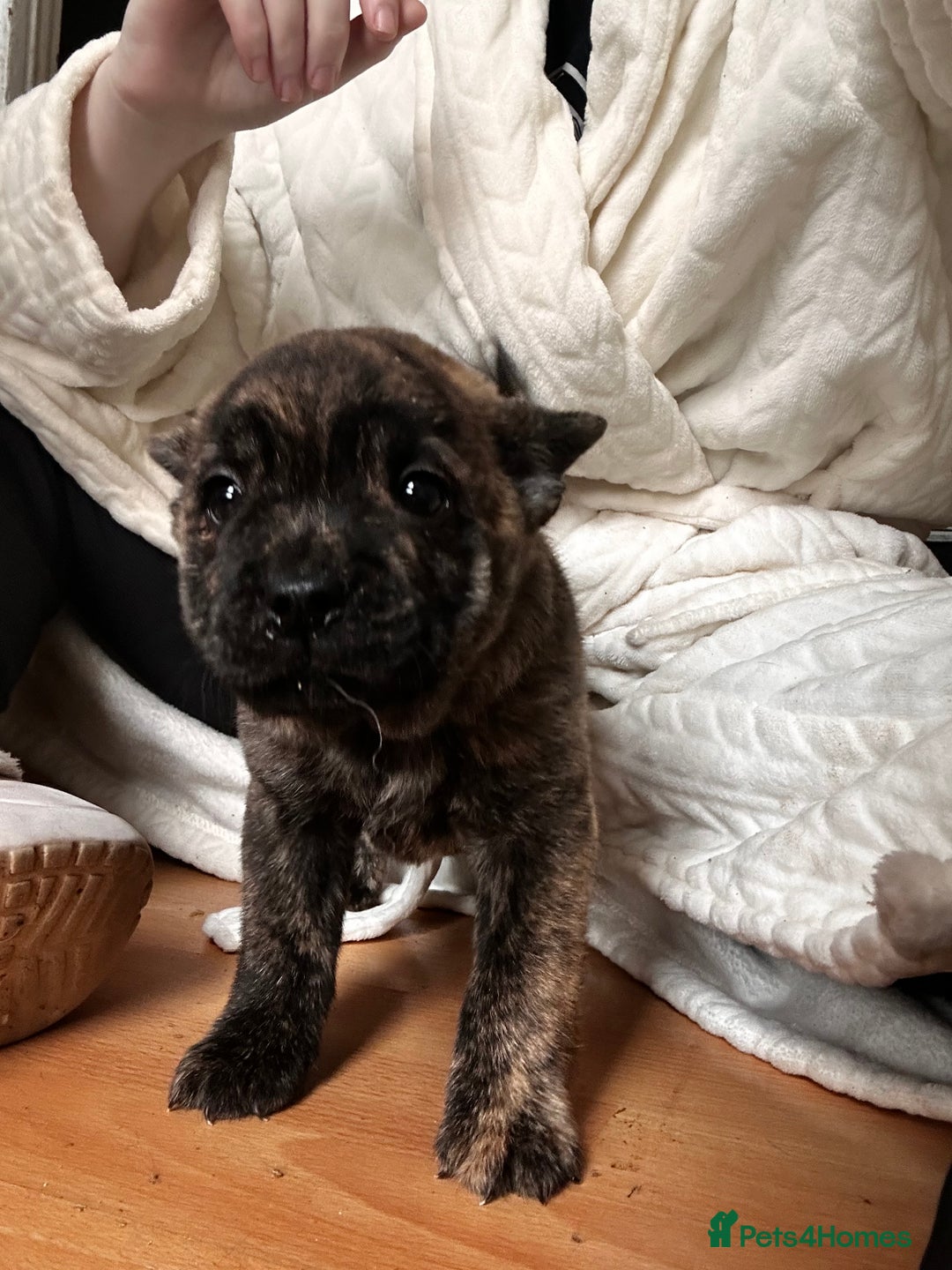 Mixed Breed dogs for sale: Beautiful French chows ready to leave!  - Image 14