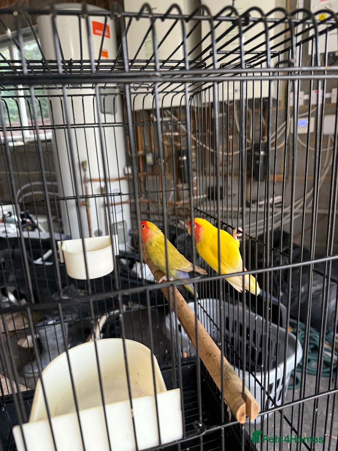 Lovebirds birds for sale: Lovebirds with cage  - Advert 3