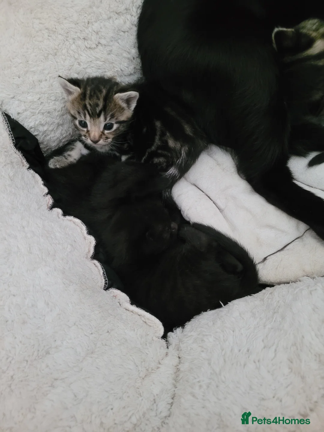 Mixed Breed cats for sale:  kittens 4 black, tabby in Derby - Advert 9