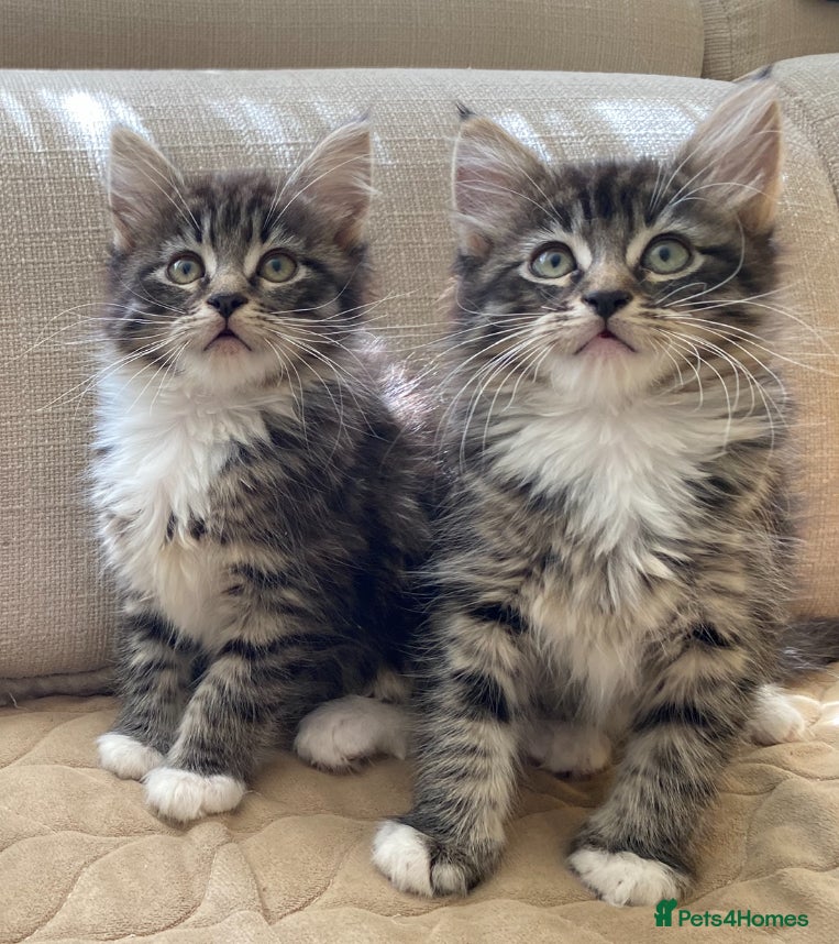 Maine Coon cats Maine Coon Absolutely Beautiful Kittens For Sale  - Advert 15