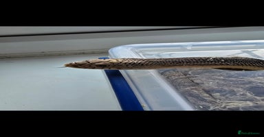Snake reptiles - Advert 11