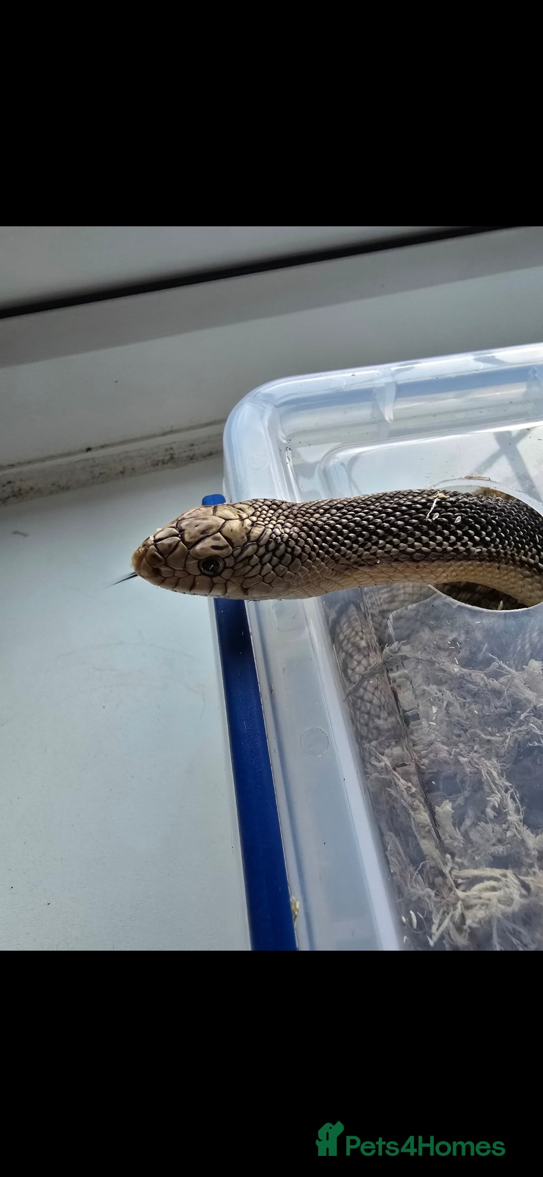 Snake reptiles for sale: Florida Pine snake. - Image 2