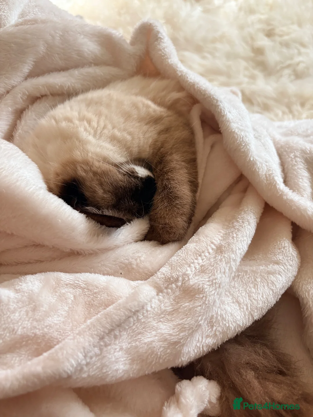 Ragdoll cats for sale: Rehome ✨ - Advert 4