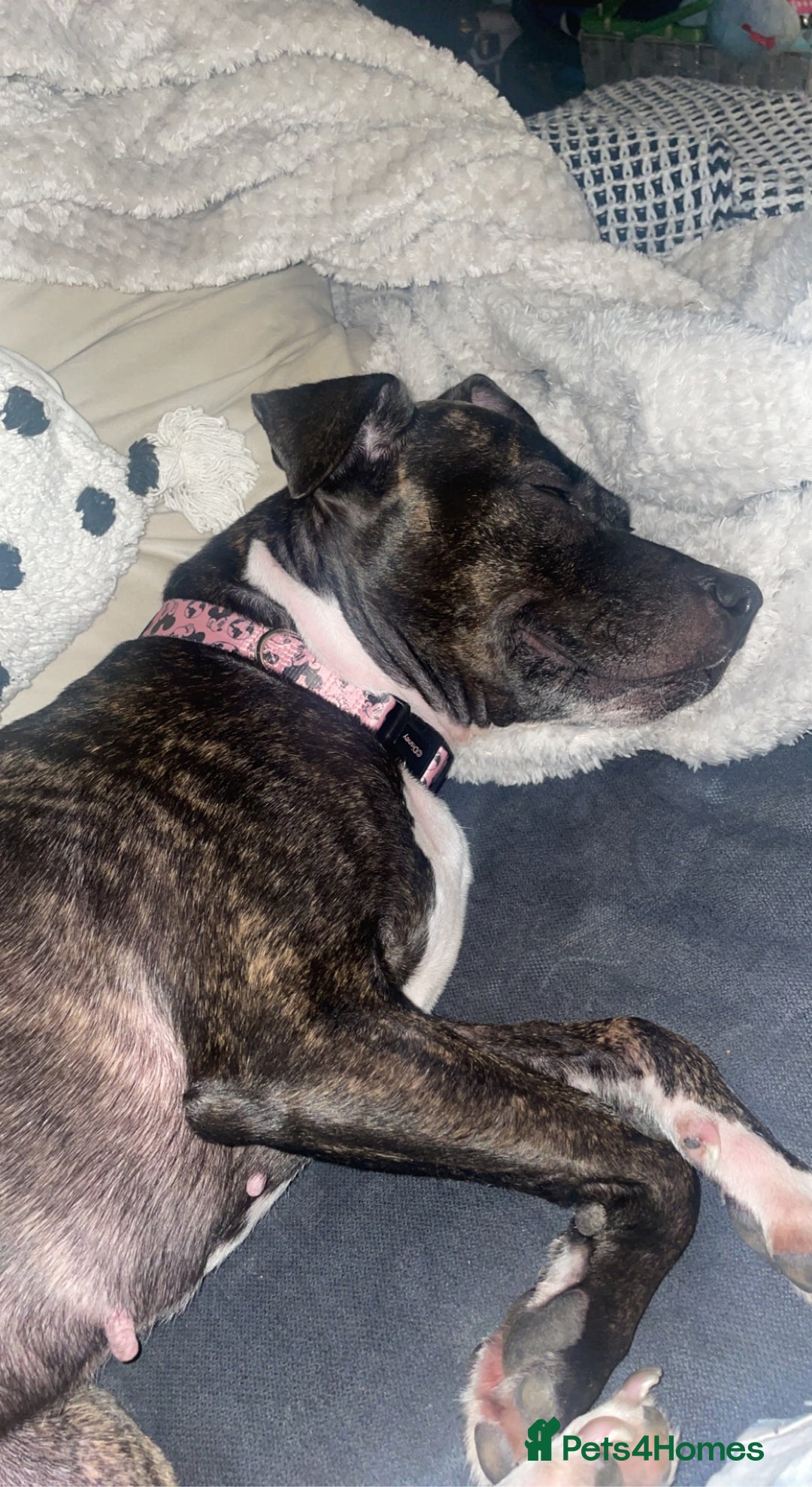 Mixed Breed dogs for sale: Staffy cross looking for a loving home  - Advert 3