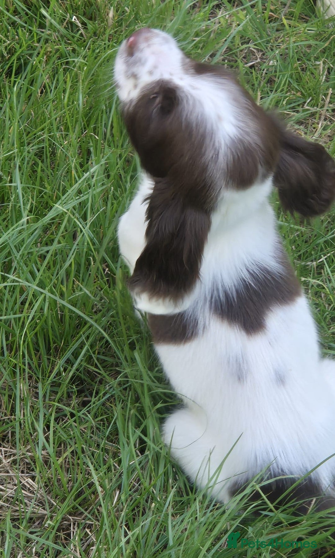 English Springer Spaniel dogs for sale: KC Reg FTCH English Springer Spaniel Puppies  - Image 7