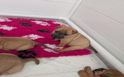 Shar Pei dogs for sale: Shar pei puppies  - Image 8