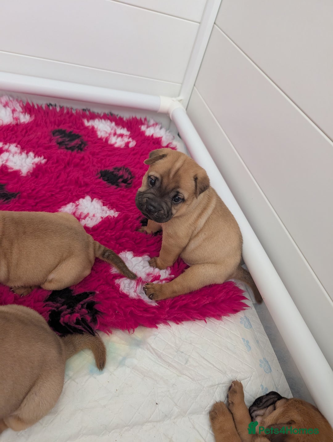 Shar Pei dogs for sale: Shar pei puppies  - Image 8