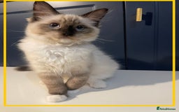 Ragdoll cats for sale: Ragdoll kittens ready now  !💞  - Image 16