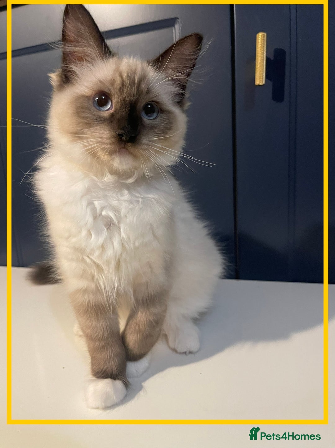 Ragdoll cats for sale: Ragdoll kittens ready now  !💞  - Image 16