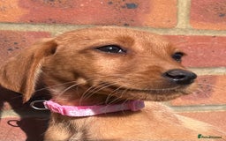 Labrador Retriever dogs for sale: Fox Red Labrador’s  - Image 7