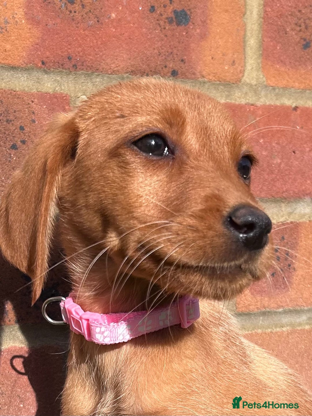 Labrador Retriever dogs for sale: Fox Red Labrador’s  - Image 7
