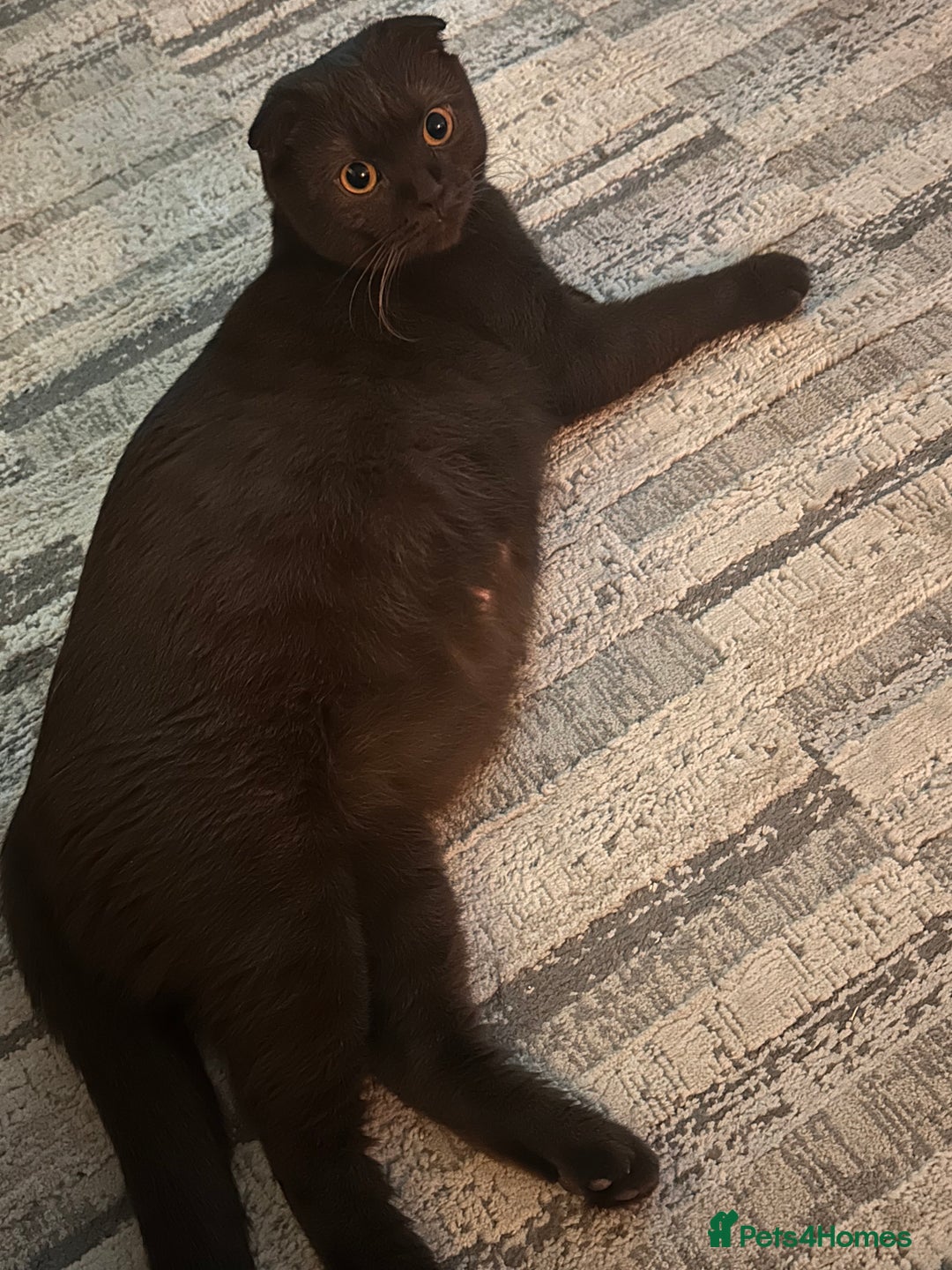 Scottish Fold cats for sale: Adorable Scottish Fold kittens, chocolate & Blue❤️ - Advert 8