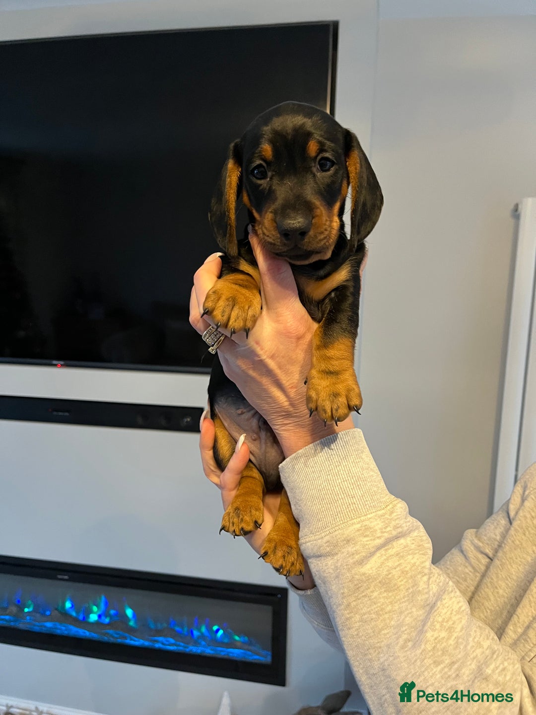 Dachshund dogs for sale: Dachshund puppies - Advert 4
