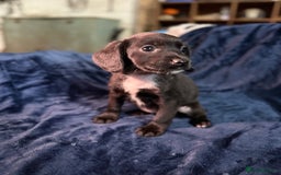 Mixed Breed dogs for sale: 3/4 spaniels 1/4 jack Russel puppy’s 🩷 - Image 20