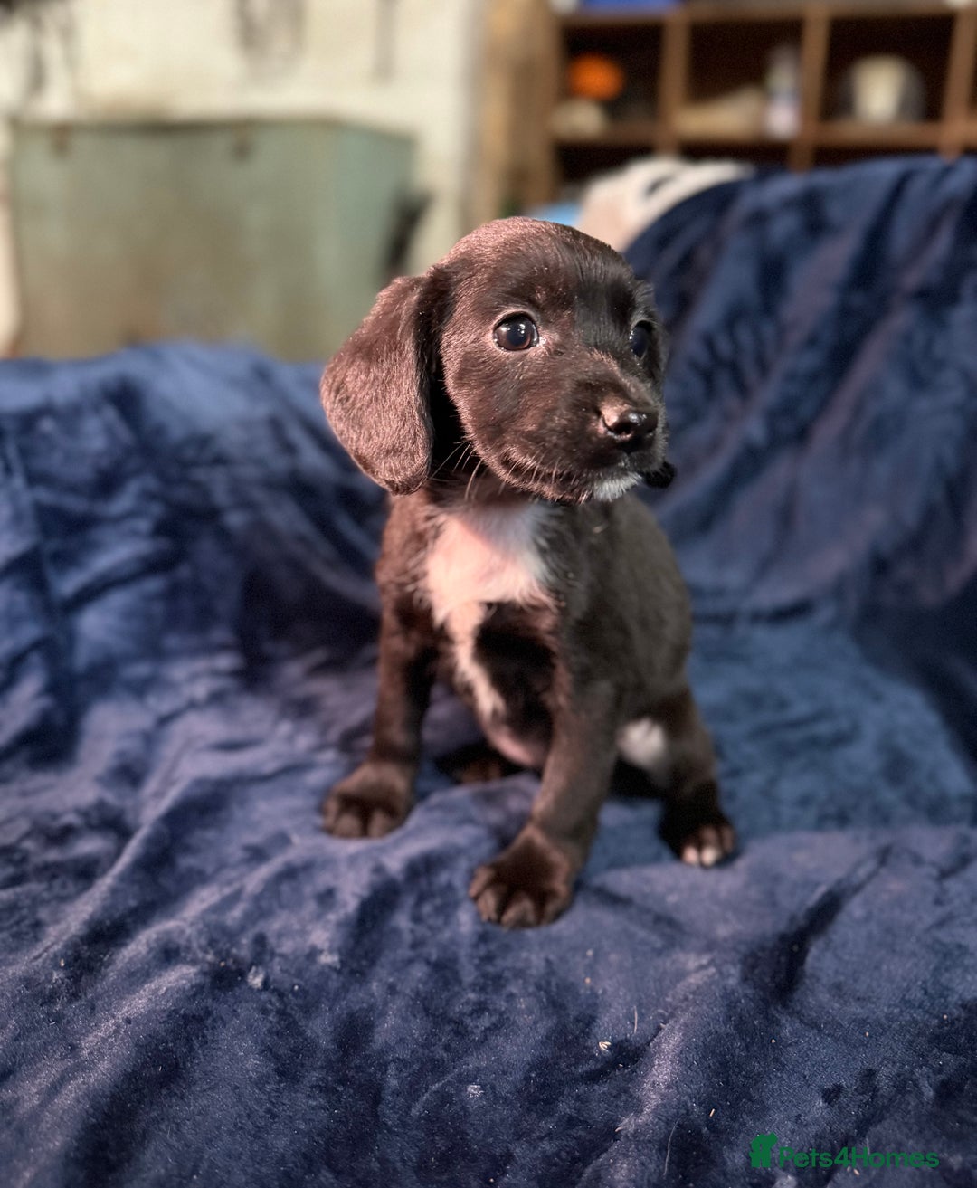Mixed Breed dogs for sale: 3/4 spaniels 1/4 jack Russel puppy’s 🩷 - Image 20