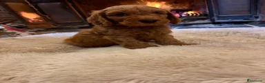 Cockapoo 2