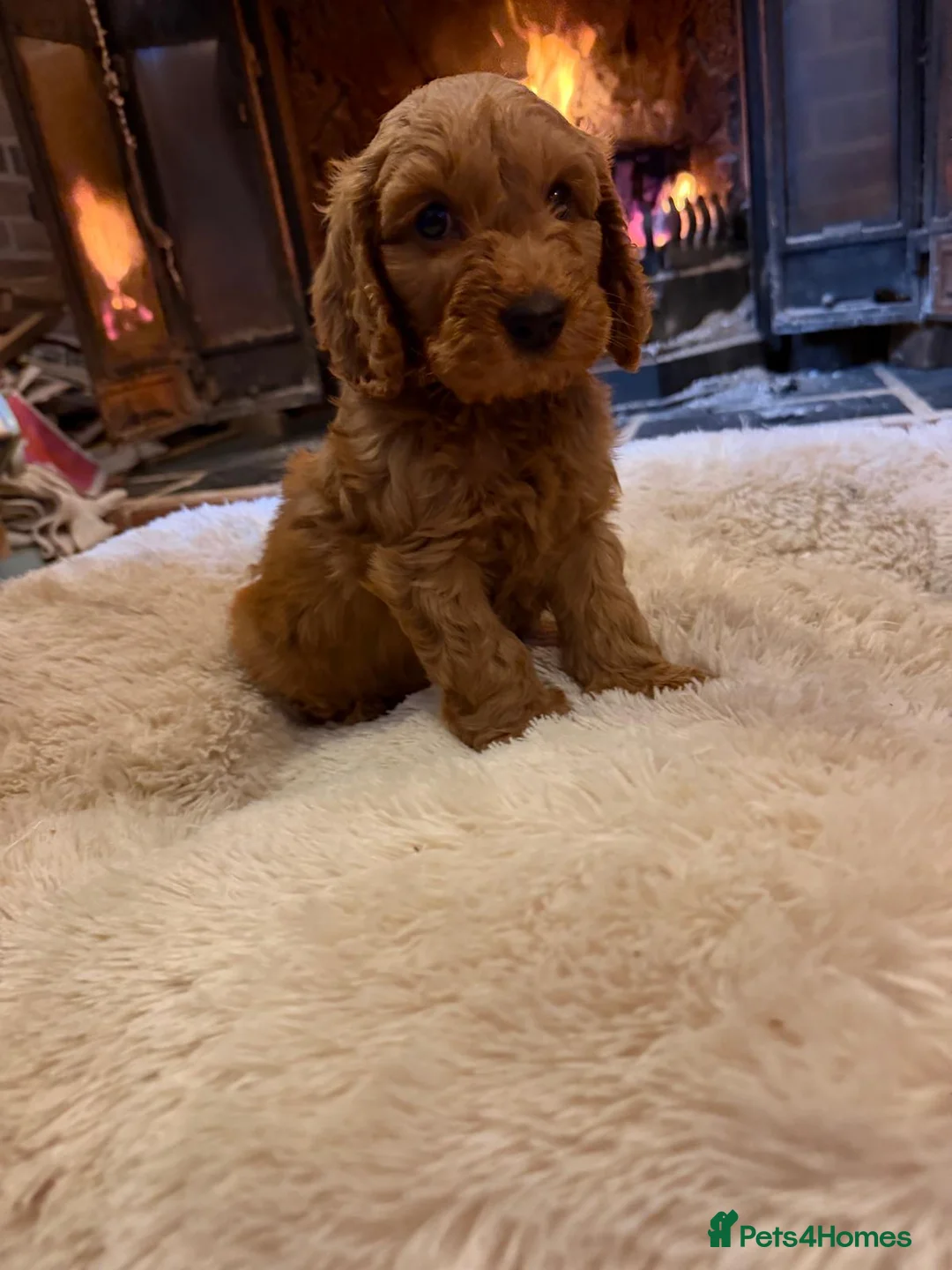 Cockapoo dogs for sale: Beautiful cockapoos for sale  - Advert 25