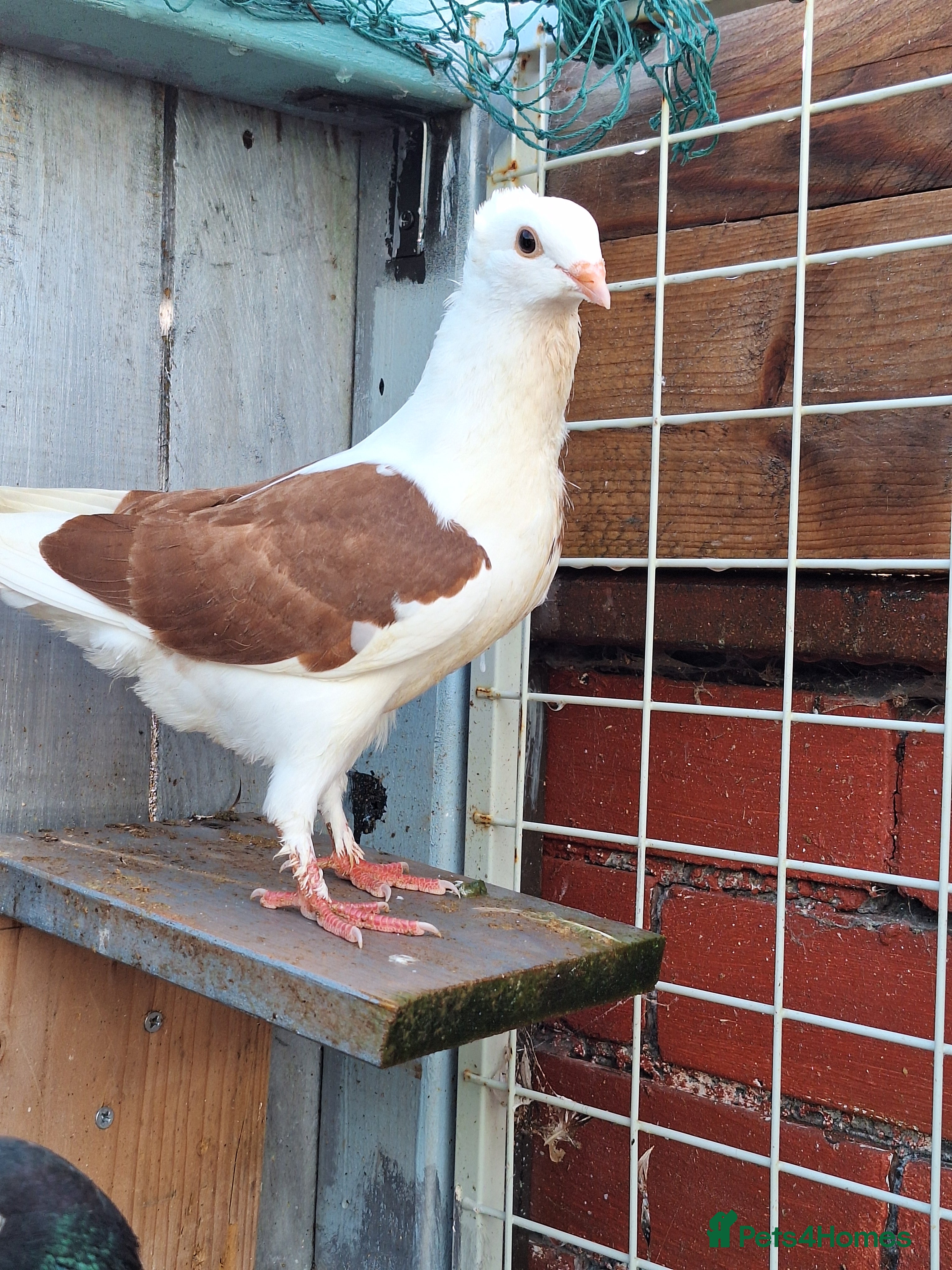 Conures birds Pigeons for sale - Advert 11