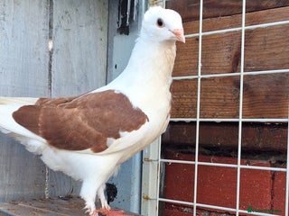 Conures birds Pigeons for sale - Advert 11