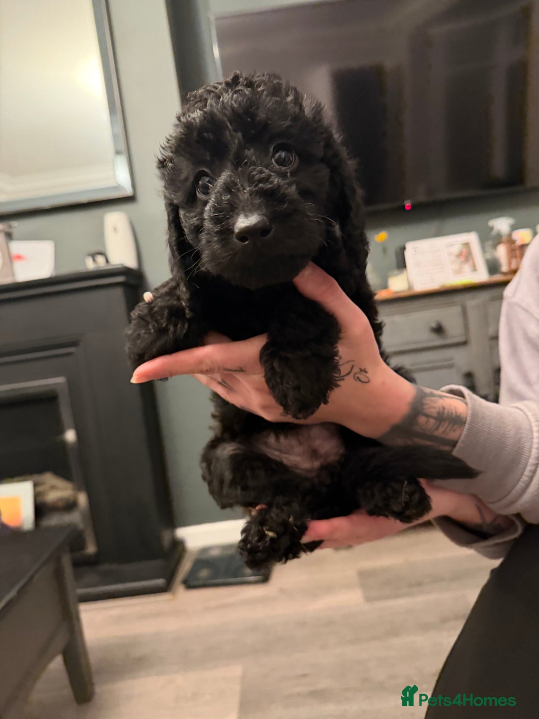 Labradoodle dogs for sale: Miniature labradoodle puppies  - Advert 20