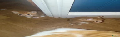 Mixed Breed 1