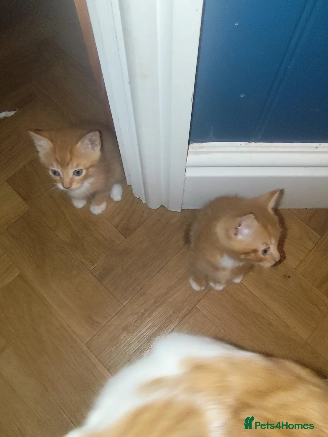 Mixed Breed cats for sale: 3 beautiful kittens for sale - Advert 2