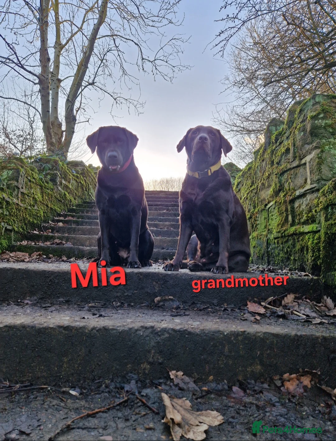 Labrador Retriever dogs for sale: Chocolate Puppies Expected  Waiting List Now Open  - Advert 6