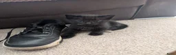 Mixed Breed cats for sale: Kittens - Advert 2