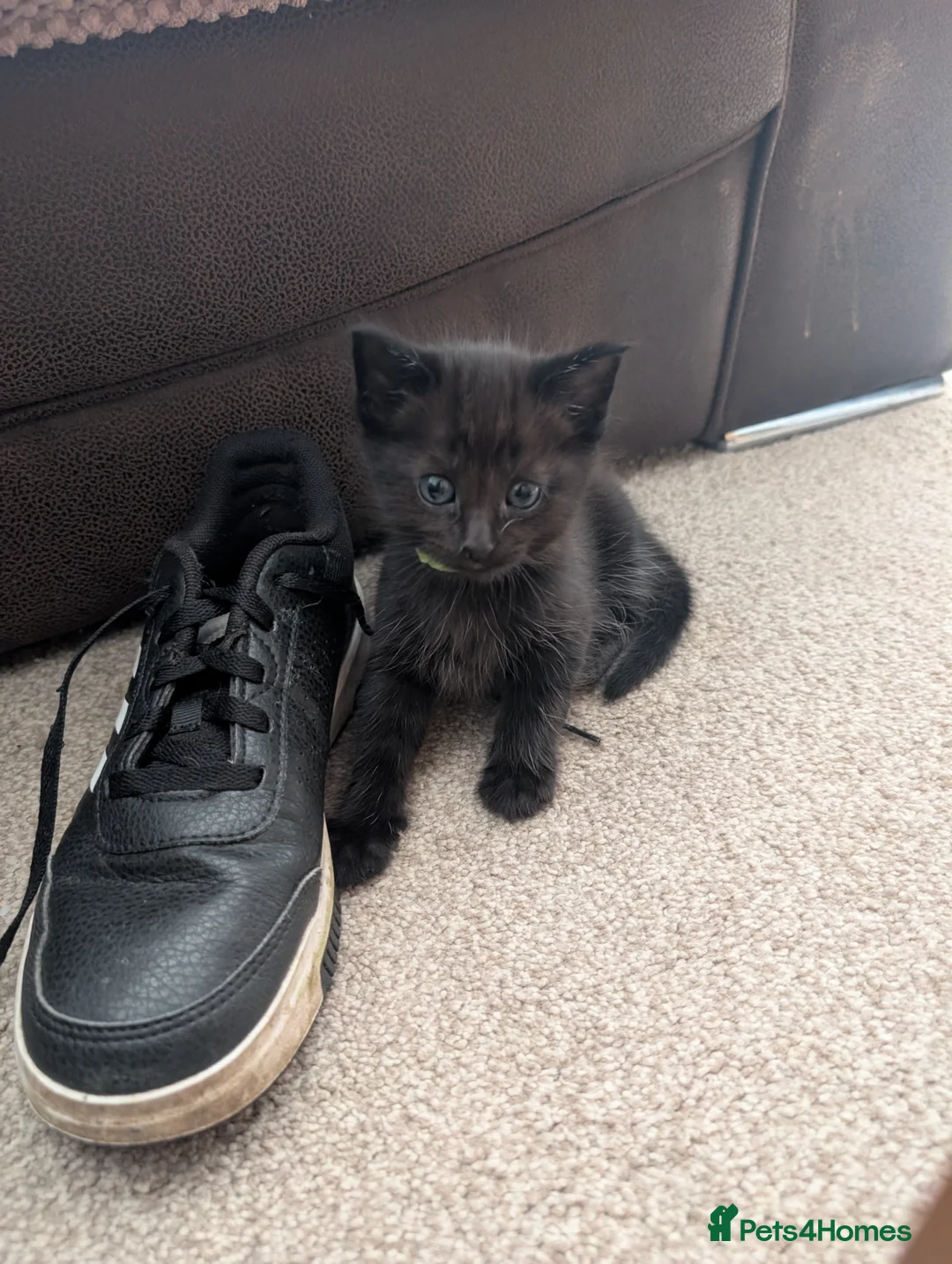 Mixed Breed cats for sale: Kittens - Advert 2