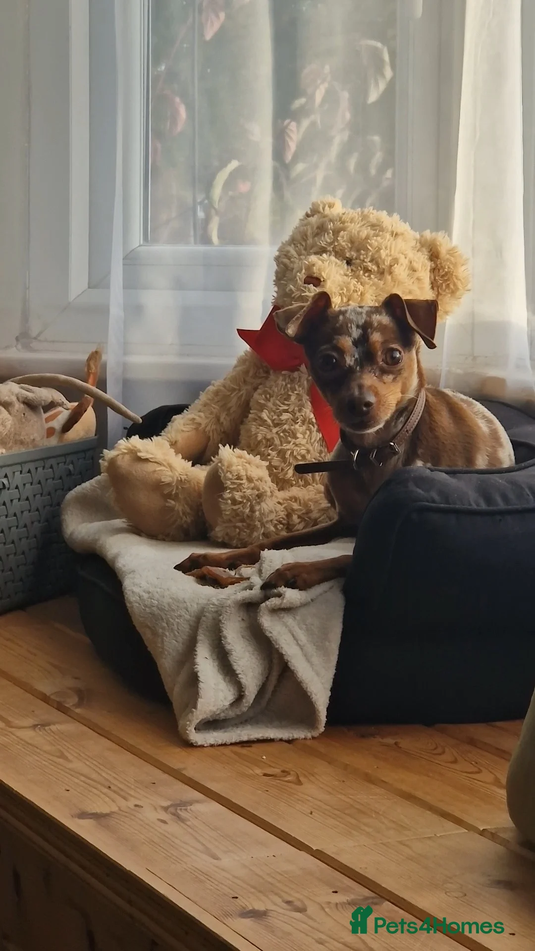 Russian Toy Terrier dogs for stud: PRAGUE RATTER boy for stud - Advert 2