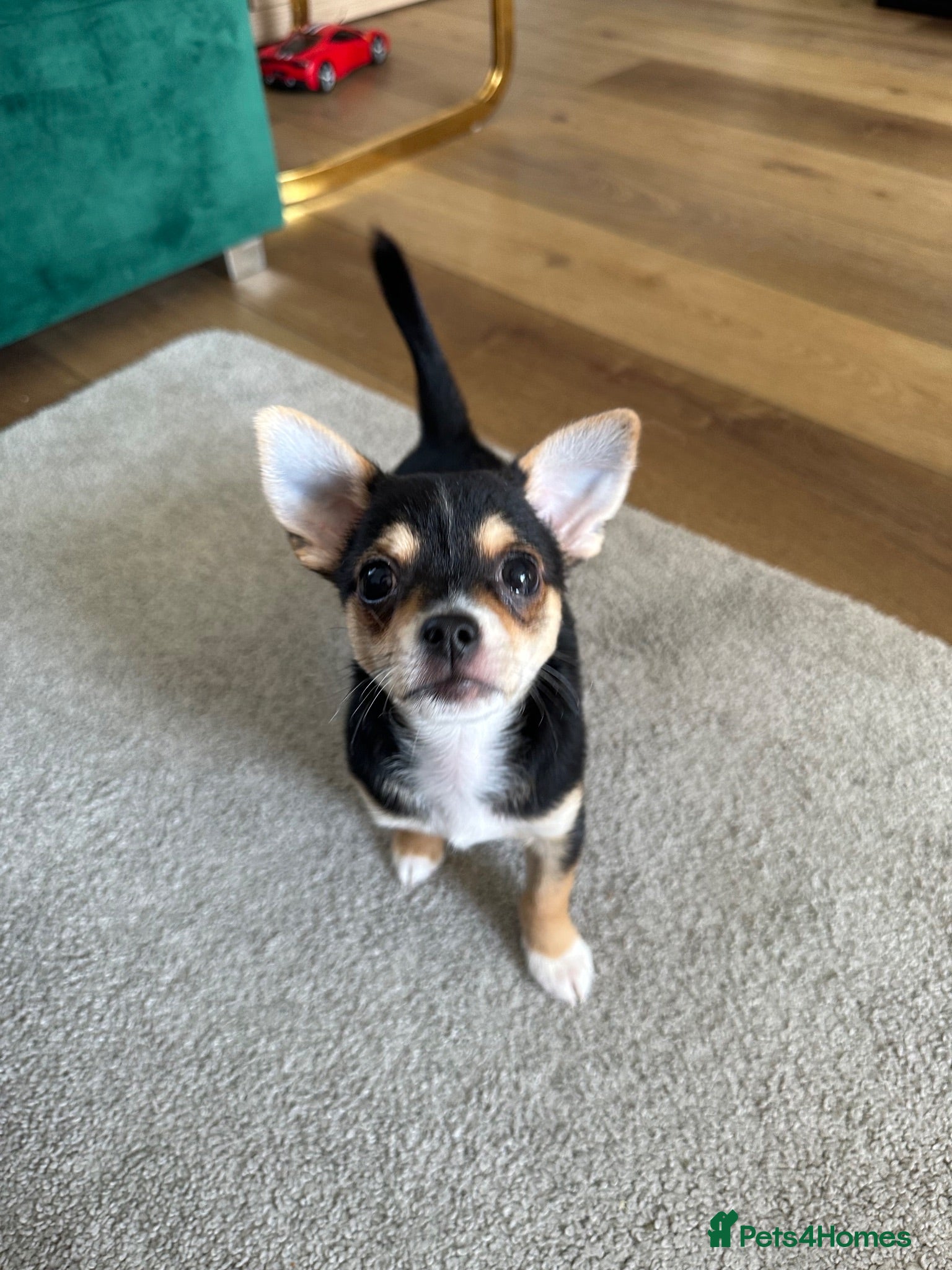 Chihuahua dogs Reduced 1boy 🐾 Beautiful Chihuahua Boys Available - Advert 11
