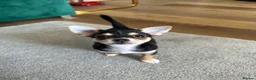 Chihuahua dogs for sale: Reduced 1boy 🐾 Beautiful Chihuahua Boys Available - Advert 1