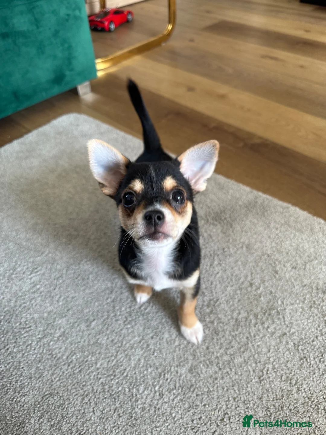 Chihuahua dogs for sale: Reduced 1boy 🐾 Beautiful Chihuahua Boys Available - Advert 1