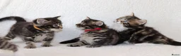Mixed Breed cats for sale: Meet Our Beautiful Kittens! 🐾 - Advert 20