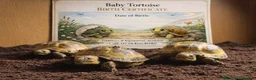 Tortoise reptiles for sale: Baby Horsfield Tortoises and Set Ups!! - Advert 3