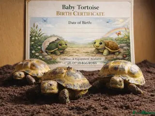 Tortoise reptiles for sale: Baby Horsfield Tortoises and Set Ups!! - Advert 2