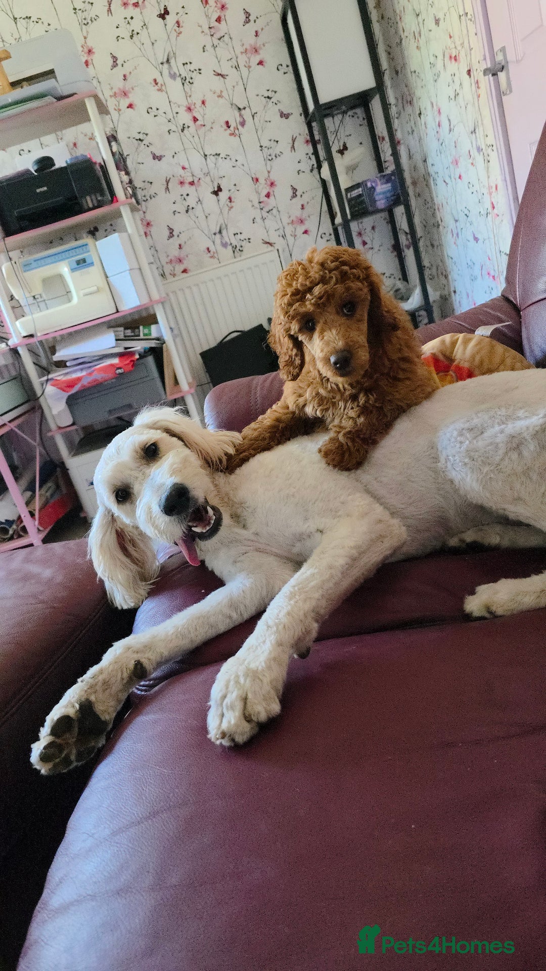 Goldendoodle dogs for sale: Golden doodle - Advert 2