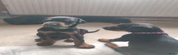 Dobermann dogs for sale: Adorable Doberman puppies  - Advert 21