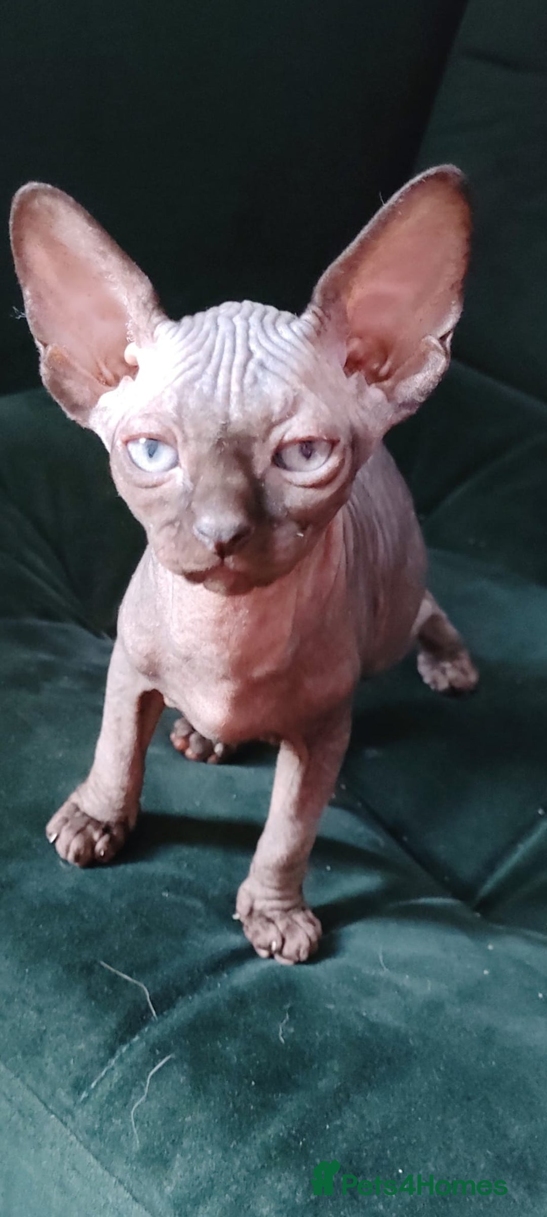 Sphynx cats for sale: Mixed selection Sphynx kittens. - Image 9