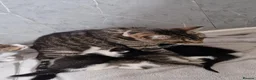 Mixed Breed cats for sale: Kittens ready for homes, tabby, white, black - Advert 5